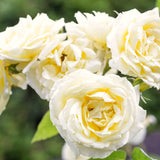 2 Live Climbing Rose Plants, Fragrant Mixed Colors, Blooming Rose Bushes