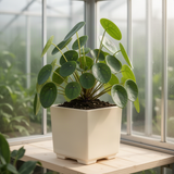6 Money Live Plants, 3-5 Inch Tall, Suitable For Patio Container Growing