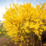 Yellow Forsythia Live Shrub, 6-12 Inch Potted Plant With Fragrant Blooms