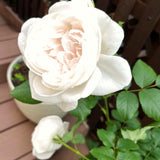 Live White Rose Flower Plant, Fragrant Bare Root For Landscape Planting