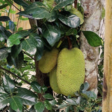 Yellow Jackfruit Live Tree, 2 To 3 Feet Tall, One-Gallon Potted Seedling