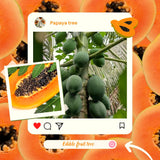 Live Papaya Fruit Tree In 4 Inch Pot, Well-Rooted Plant For Outdoor Gardens