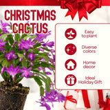 Purple Christmas Cactus Live Plant, 4-7 Inches, Indoor Home Decoration