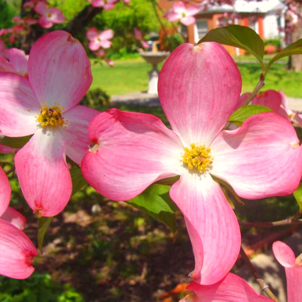 2 Live Pink Dogwood Trees, 6-12 Inches Tall, Ornamental, 2.5-Inch Pots