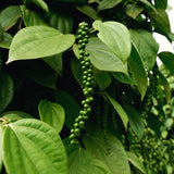 Piper Nigrum Live Plant, Black Pepper Herb Starter, 3 To 6 Inches Tall