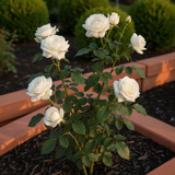 Live White Rose Plant, 5-10 Inch Tall, Well-Rooted Bush For Garden Planting