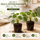 2 Live Pilea Peperomioides, 5-7 Inch Tall Money Houseplants For Indoors