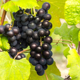 Live Muscadine Grape Vine, 4-7 Inch Plant For Backyard Orchard Growing
