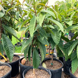 Live Loquat Fruit Tree In Gallon Pot, Hardy Plant For Garden, 2-3 Ft Tall