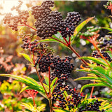 2 Live Black Elderberry Plants, 6-12 Inch Perennial Shrubs For Growing