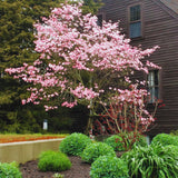 2 Pink Dogwood Trees, 6-12 Inch Live Plants In 2.5 Inch Pot, For Gardens