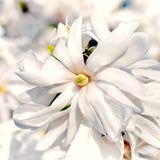 Live Star Magnolia Tree In Gallon Pot, Fragrant Flowers, 12-18 Inches Tall