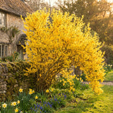2 Live Forsythia Shrubs, 6-10 Inches Tall, Yellow Flowers, 4-Inch Pots