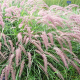 2 Live Fountain Grass Plants, 5-9 Inch Starters For Borders And Landscaping