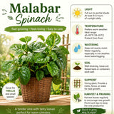 Live Malabar Spinach Vine, 4-8 Inches Tall, Starter Plant In 4-Inch Pot