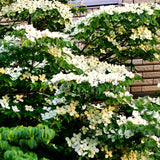 Kousa Dogwood Tree, White Flowers, Live Plant, 10-18 Inches, Quart Pot