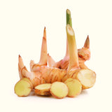 Live Galangal Ginger Flower Plant, 4-7 Inch Tall Starter For Garden Beds