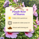 Live Purple Rose Of Sharon Shrub, 6-10 Inch Althea Hibiscus Flower Plant