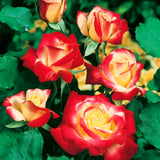 Live Climbing Rose Plant, Flowering Vine For Trellises, Fences And Arches
