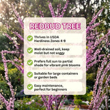 Flowering Eastern Redbud Shade Tree, Hardy Plant, 6-12 Inches, Quart Pot
