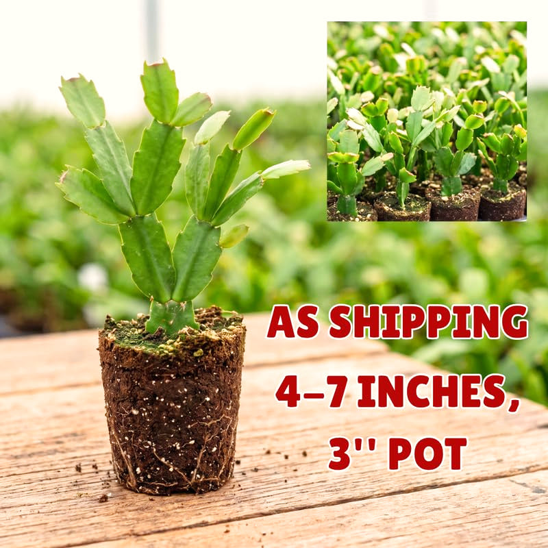 Salmon Christmas Cactus Live Plant, 4-7 Inches, Indoor Home Decor Display