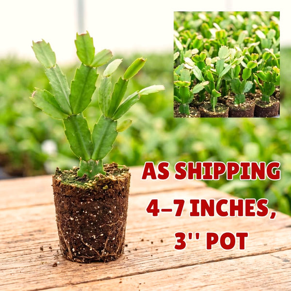 Salmon Christmas Cactus Live Plant, 4-7 Inches, Indoor Home Decor Display