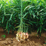 2 Ginger Flower Live Plants, 4-6 Inch Starters For Patio Container Growing