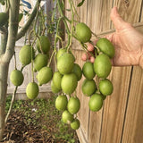 Live Green June Plum Tree, 2-3 Ft Tall, Tropical Fruit For Outdoor Gardens