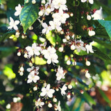 Live Wallichii Clerodendrum Vine, White Light Bulb Flower, 5-9 Inches Tall