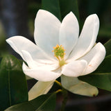 Live Sweetbay Magnolia Tree, Ornamental Garden Plant, 6-14 Inches Tall