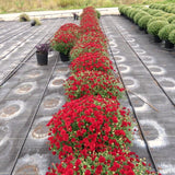 3 Live Red Mum Starter Plants, 5-7 Inch Outdoor Flowers For Garden Borders