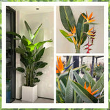 2 Live Orange Bird Of Paradise Plants, 5-9 Inch Tropical Houseplant Decor