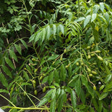 Live Green June Plum Tree, 2-3 Ft Tall, Tropical Fruit For Outdoor Gardens