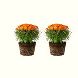 2 Orange Live Mum Plants, 5-7 Inch Hardy Perennial Flowers For Outdoors