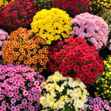 3 Live Chrysanthemum Starter Plants, 3-6 Inch Mixed Fall Mums For Planting