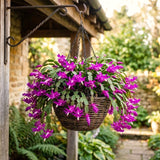 Purple Christmas Cactus Live Plant, 4-7 Inches, Indoor Home Decoration
