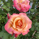 Live Coral Rose Bush, Fragrant Heirloom Starter For Planting, 5-10 Inch