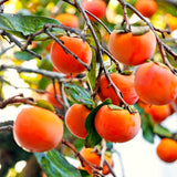 Live American Persimmon Tree, 1 Potted Seedling, 6-12 Inch Plant, Zones 4-9