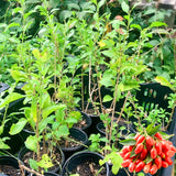 Live Red Goji Berry Plant, 5-9 Inches Tall, For Containers And Gardens