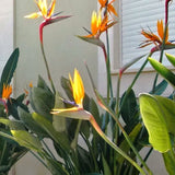2 Live Yellow Bird Of Paradise Plants, Strelitzia Reginae, 5-9 Inches Tall