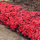 2 Red Live Creeping Phlox, Perennial Ground Cover Plants, 4-8 Inches Tall