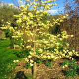 Live Yellow Bird Magnolia Flowering Tree, 6-14 Inches Tall, Potted Plant