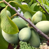 Cold Hardy Paw Paw Tree Live Plant, Quart Pot, 1 Year Old, 6-12 Inches