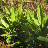 2 Live Curcuma Turmeric Ginger Plants, Hardy, 4-6 Inches Tall For Planting