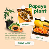 Live Papaya Tree In 4-Inch Pot, Sweet Edible Fruit For Patio Or Garden