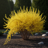 Garden Yellow Forsythia Flower Shrub, 6-13 Inch Tall Live Plant, Bare Root