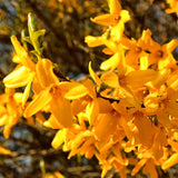 Live Forsythia Shrub For Pots, Lynwood Gold Golden Bells, 6-14 Inches Tall