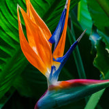 Strelitzia Reginae Live Plant, Orange Bird Of Paradise, 4-9 Inches Tall