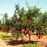 2 Pomegranate Fruit Trees, Wonderful Live Tree Plants, 5-10 Inches Tall