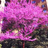 4 Live Eastern Redbud Trees, 6-12 Inch Hardy Flowering Landscape Trees